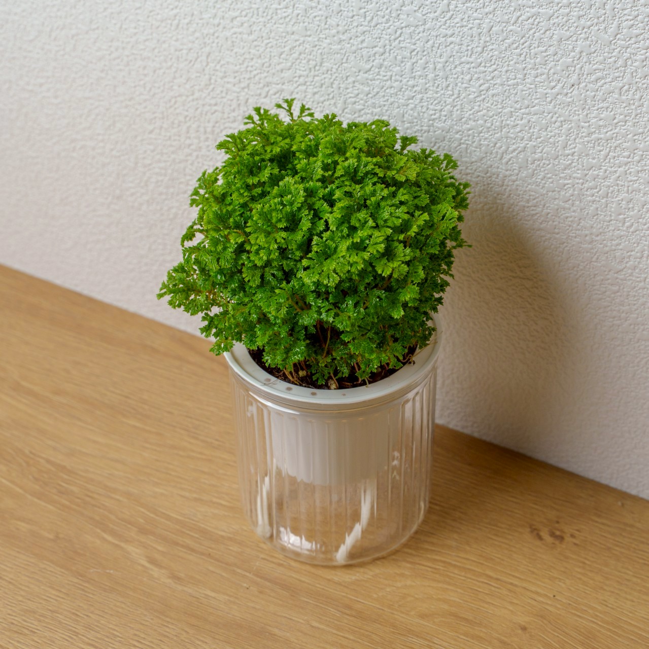 珊瑚捲柏 免澆水盆栽 室內植物 觀葉植物 禮物 盆栽 辦公室小物 懶人盆栽