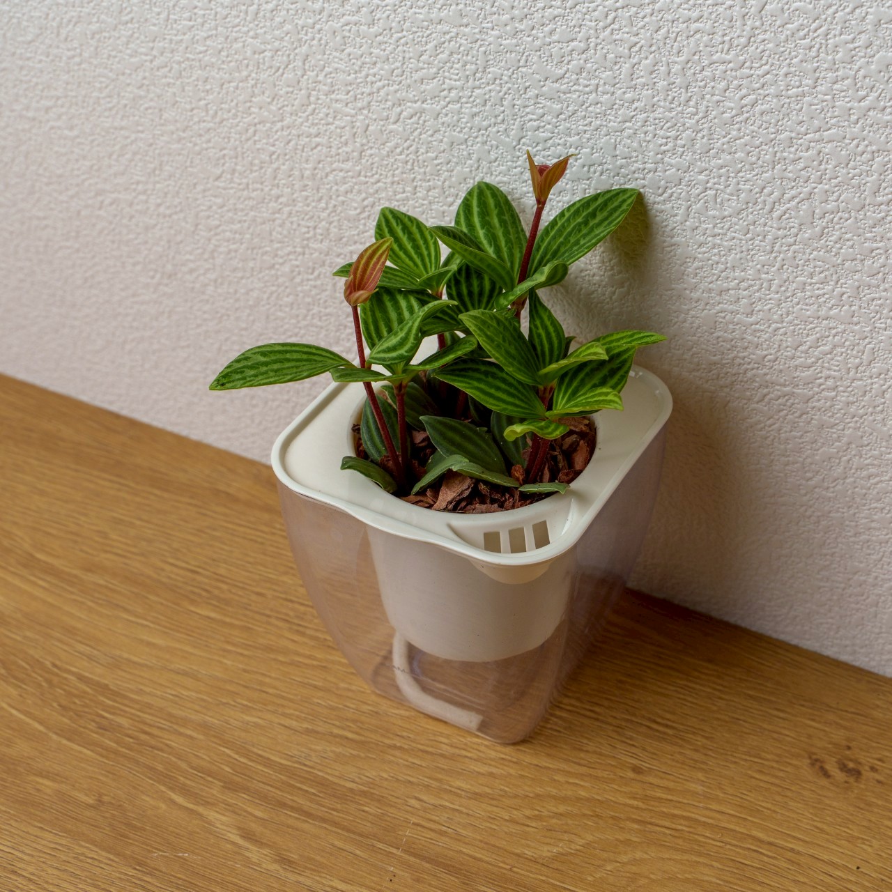 白脈椒草 免澆水方形盆栽 室內植物 觀葉植物 禮物 盆栽 辦公室小物 懶人盆栽