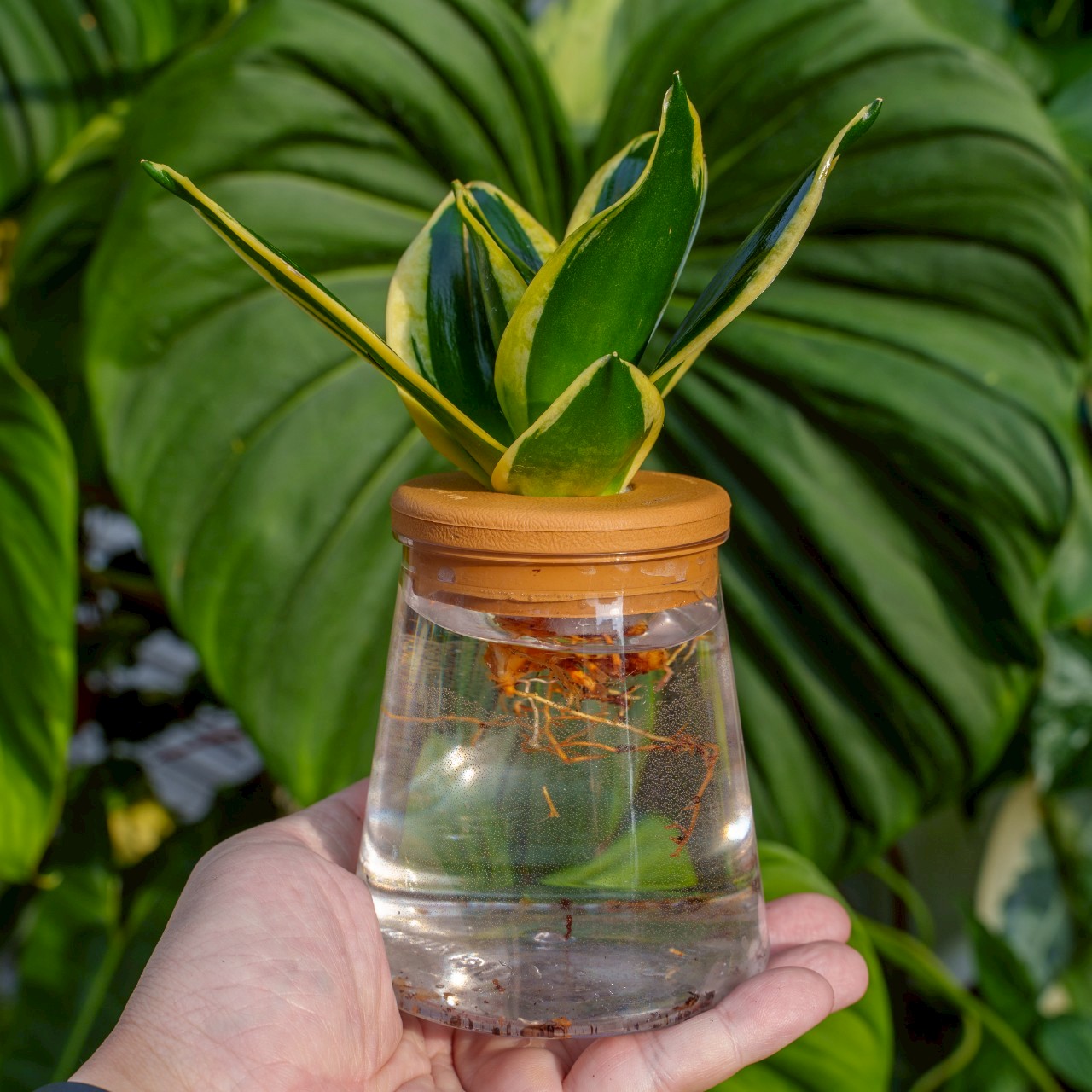 金剛虎尾蘭 三角水耕盆栽 室內植物 觀葉植物 禮物 水培 辦公室小物 水耕盆栽