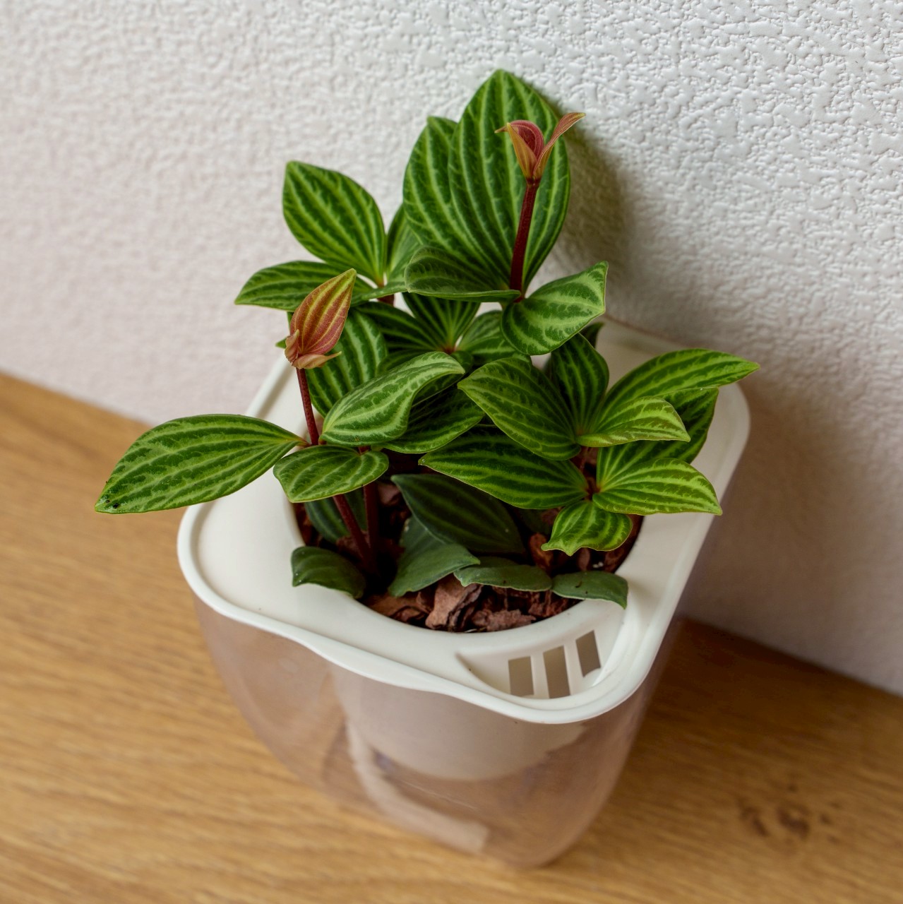 白脈椒草 免澆水方形盆栽 室內植物 觀葉植物 禮物 盆栽 辦公室小物 懶人盆栽