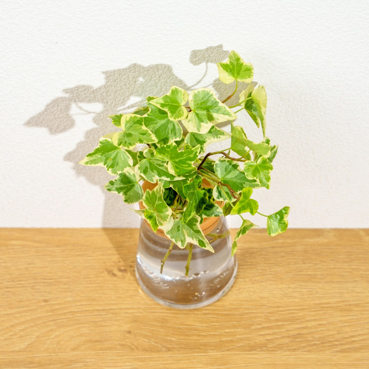 常春藤 三角水耕盆栽 室內植物 觀葉植物 禮物 水培 辦公室小物 水耕盆栽