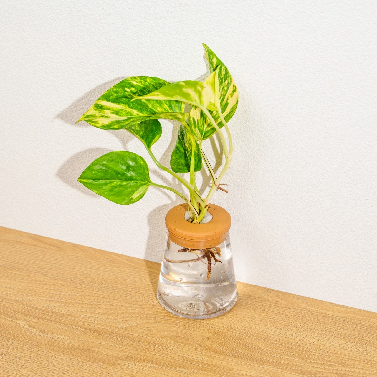 黃金甲黃金葛 三角水耕盆栽 室內植物 觀葉植物 禮物 水培 辦公室小物 水耕盆栽