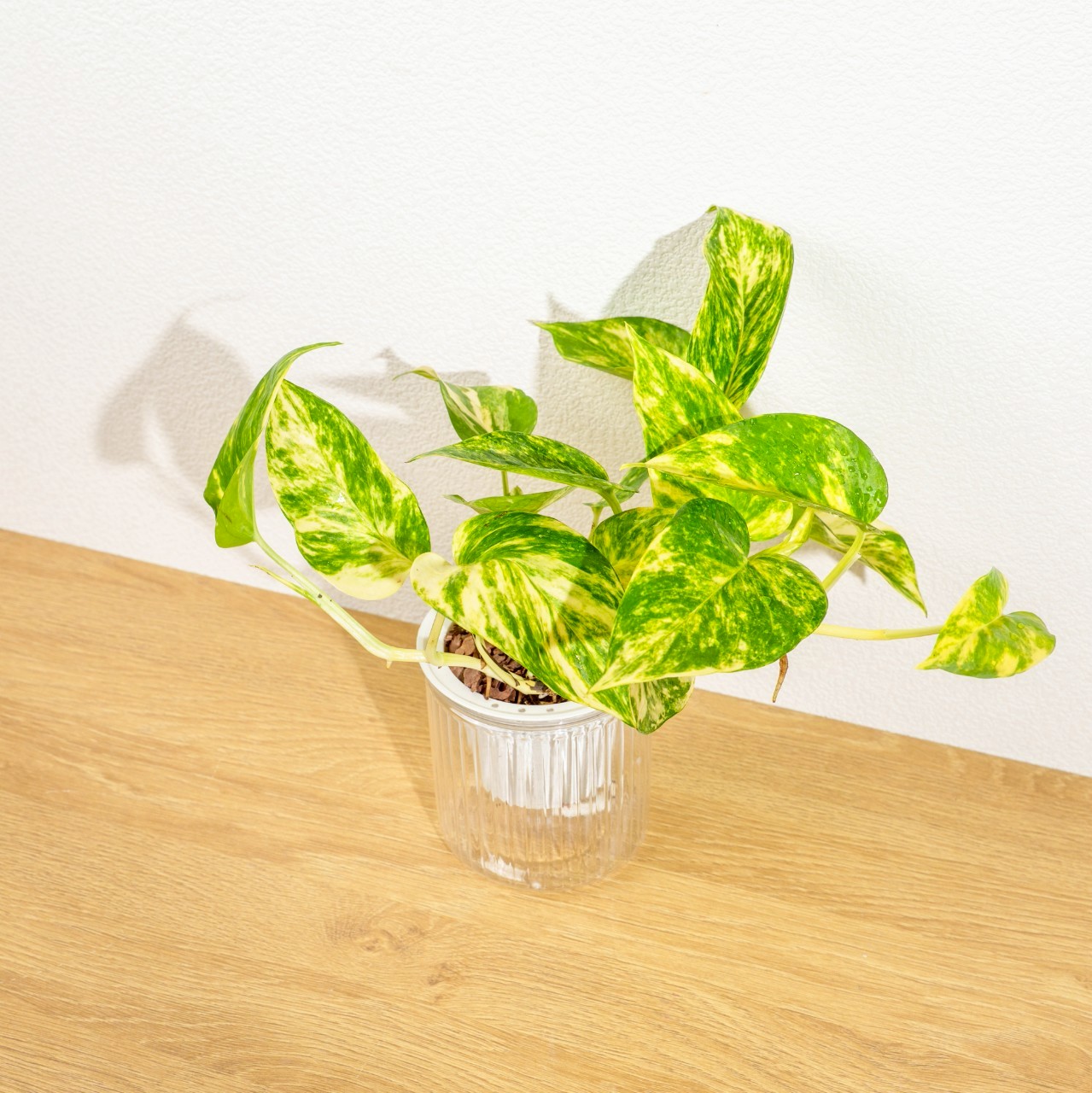 黃金甲黃金葛 免澆水盆栽 室內植物 觀葉植物 禮物 盆栽 辦公室小物 懶人盆栽