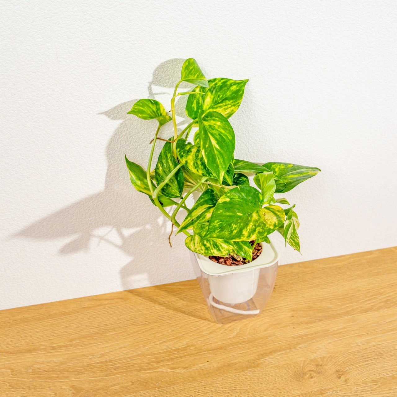 黃金甲黃金葛 免澆水方形盆栽 室內植物 觀葉植物 禮物 盆栽 辦公室小物 懶人盆栽