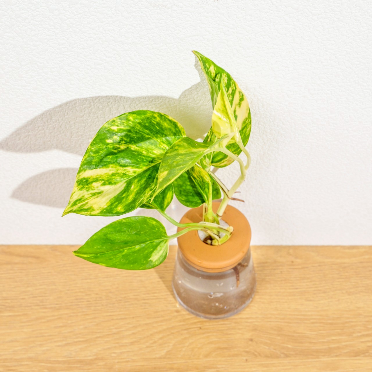 黃金甲黃金葛 三角水耕盆栽 室內植物 觀葉植物 禮物 水培 辦公室小物 水耕盆栽