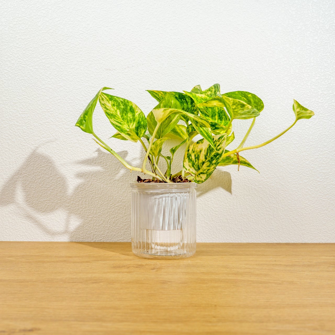 黃金甲黃金葛 免澆水盆栽 室內植物 觀葉植物 禮物 盆栽 辦公室小物 懶人盆栽