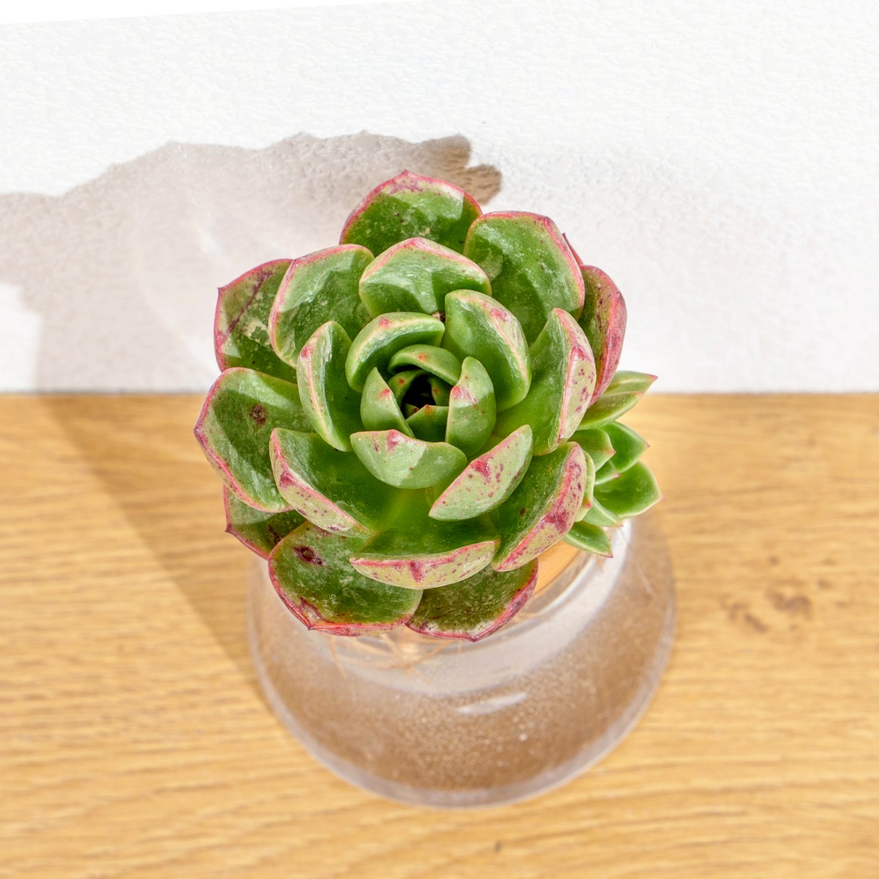 花火 三角水耕盆栽 室內植物 觀葉植物 禮物 水培 辦公室小物 水耕盆栽