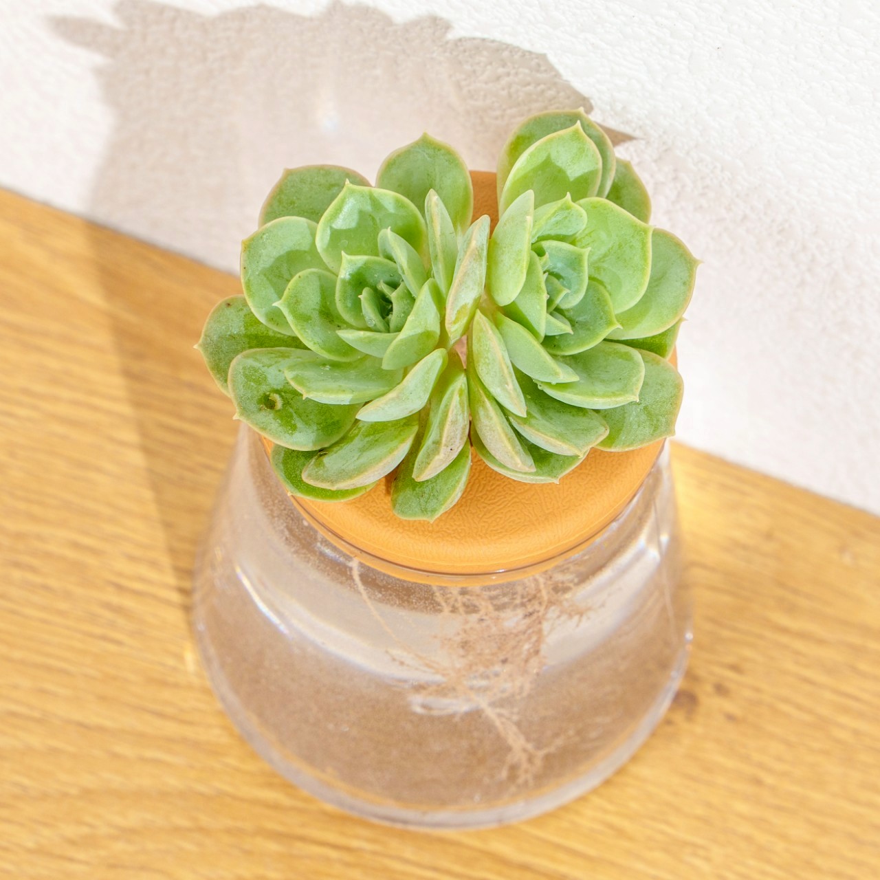 月亮仙子 三角水耕盆栽 室內植物 觀葉植物 禮物 水培 辦公室小物 水耕盆栽