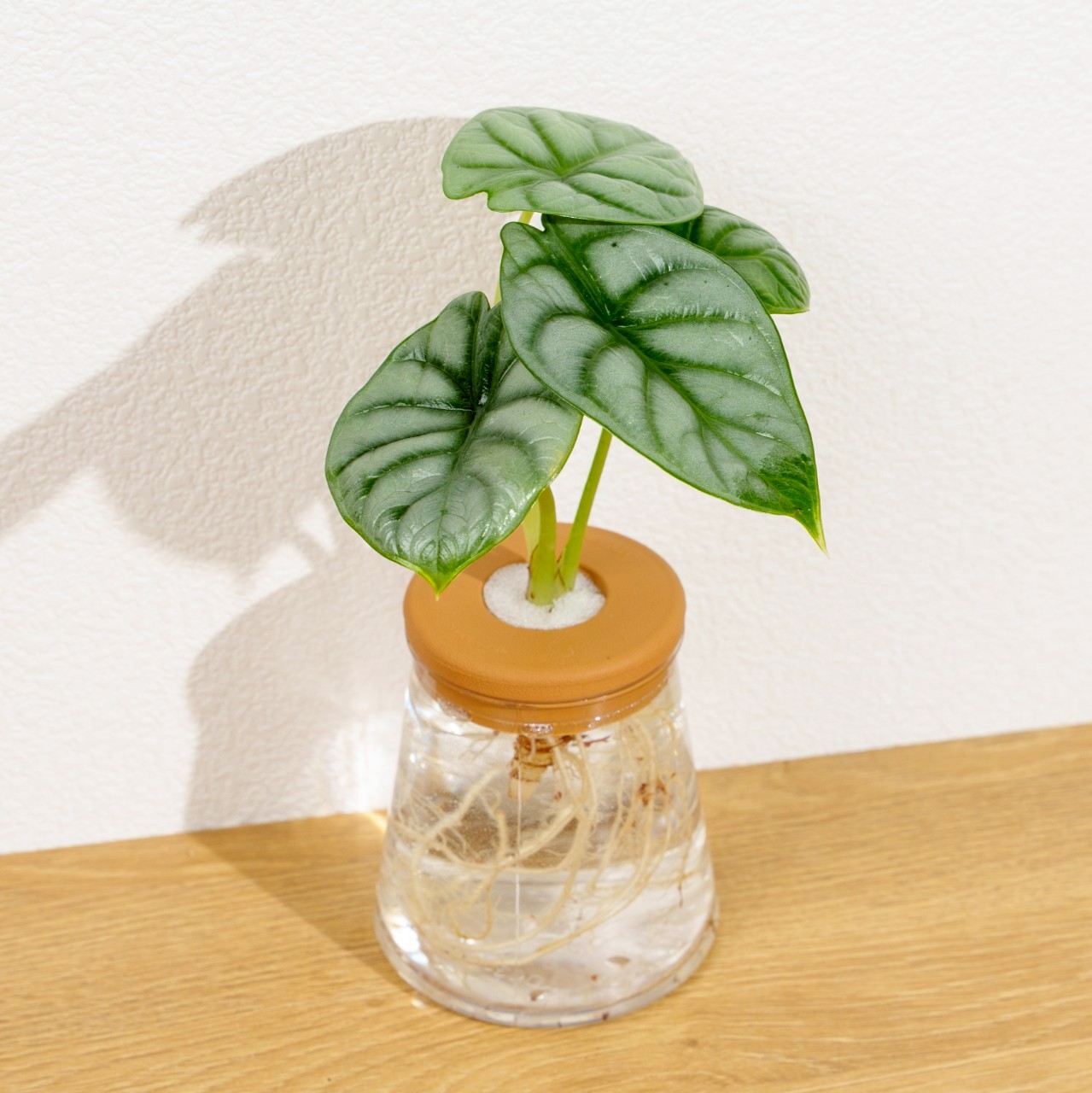 銀龍觀音蓮 三角水耕盆栽 室內植物 觀葉植物 禮物 水培 辦公室小物 水耕盆栽