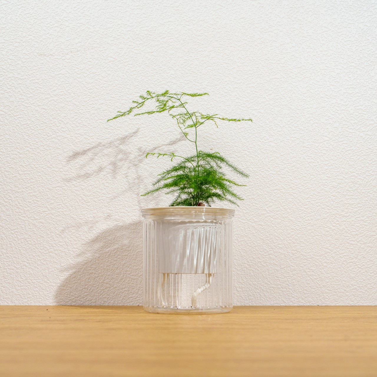 文竹 免澆水盆栽 室內植物 觀葉植物 禮物 盆栽 辦公室小物 懶人盆栽