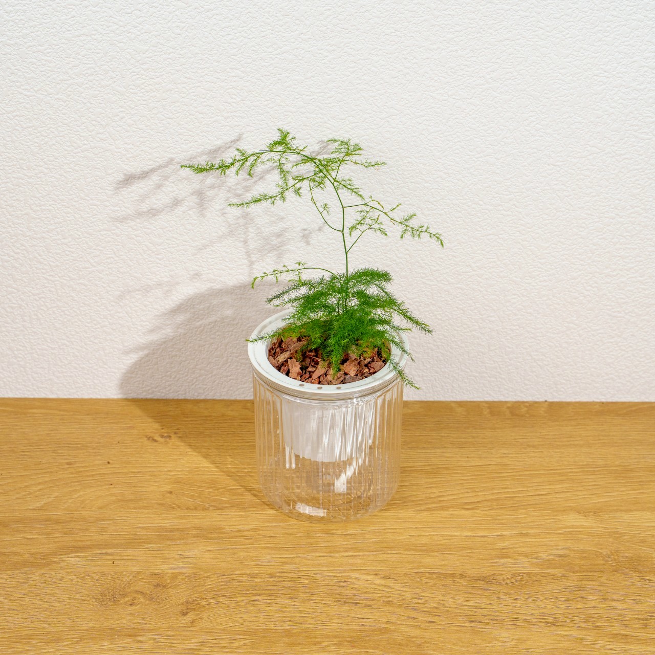 文竹 免澆水盆栽 室內植物 觀葉植物 禮物 盆栽 辦公室小物 懶人盆栽