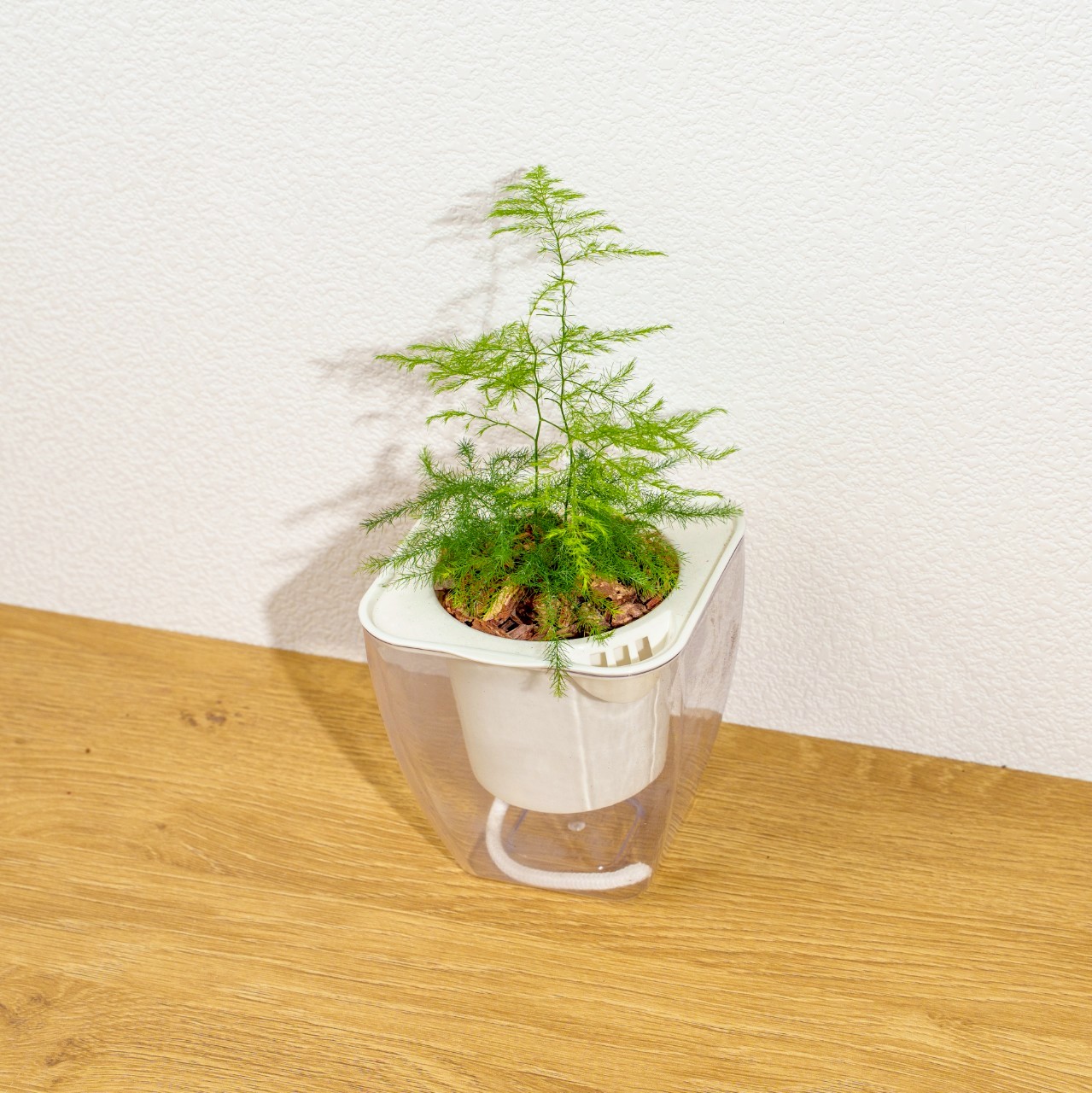 文竹 免澆水方形盆栽 室內植物 觀葉植物 禮物 盆栽 辦公室小物 懶人盆栽