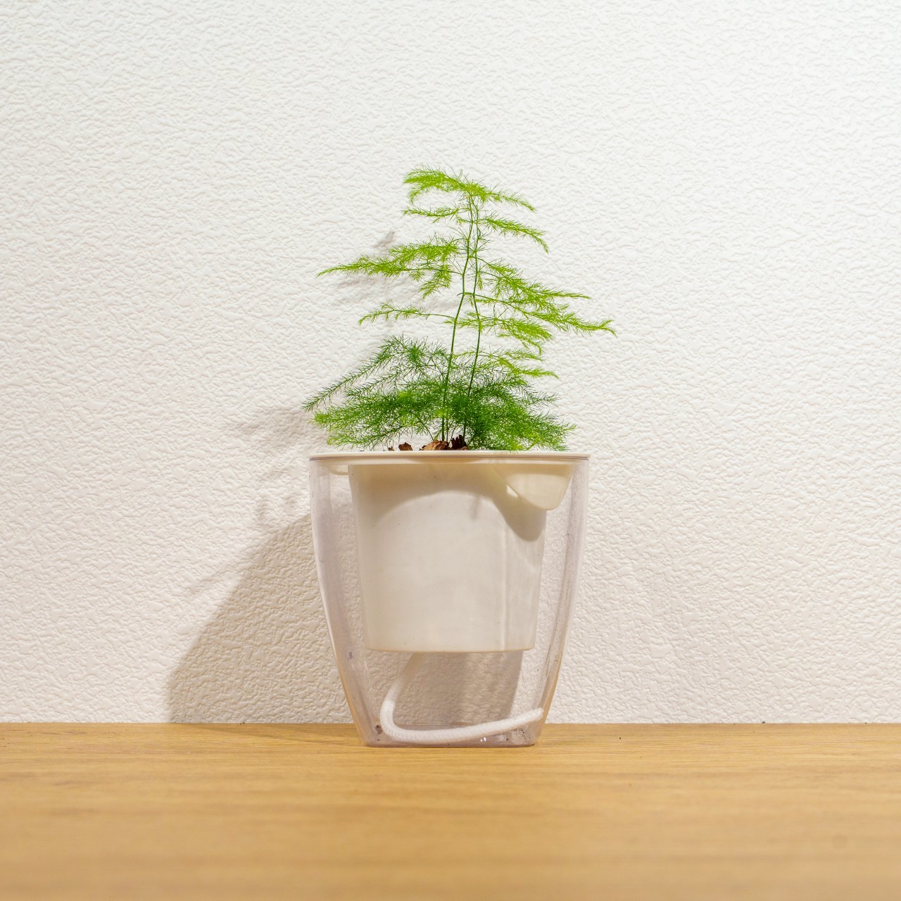 文竹 免澆水方形盆栽 室內植物 觀葉植物 禮物 盆栽 辦公室小物 懶人盆栽