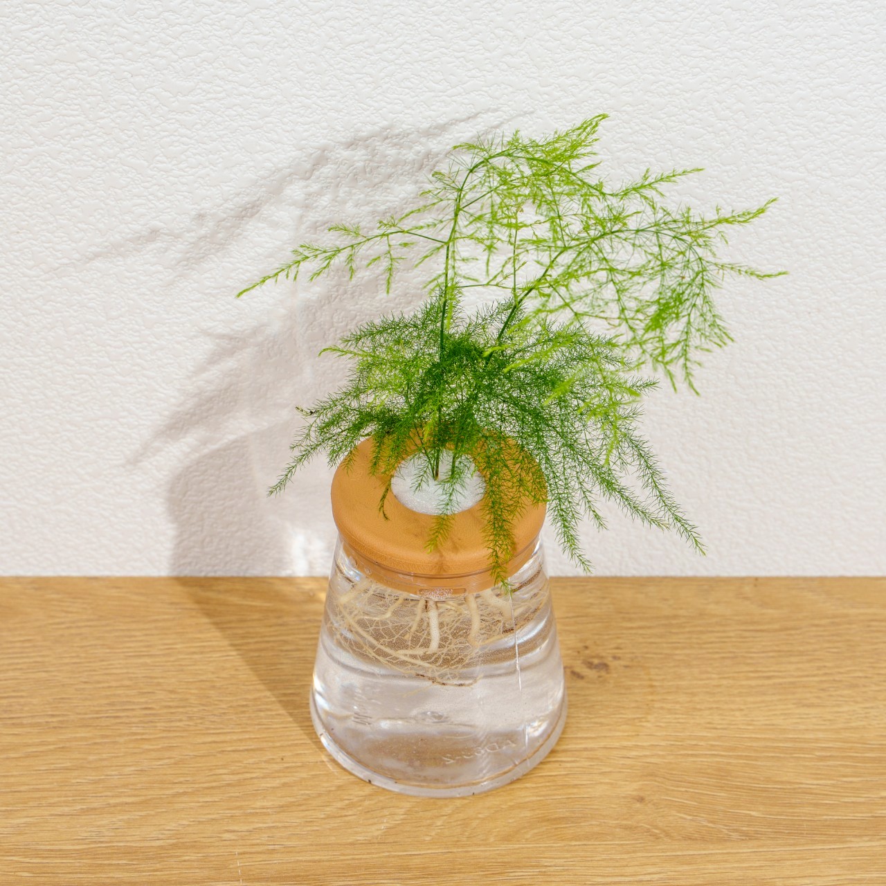 文竹 三角水耕盆栽 室內植物 觀葉植物 禮物 水培 辦公室小物 水耕盆栽