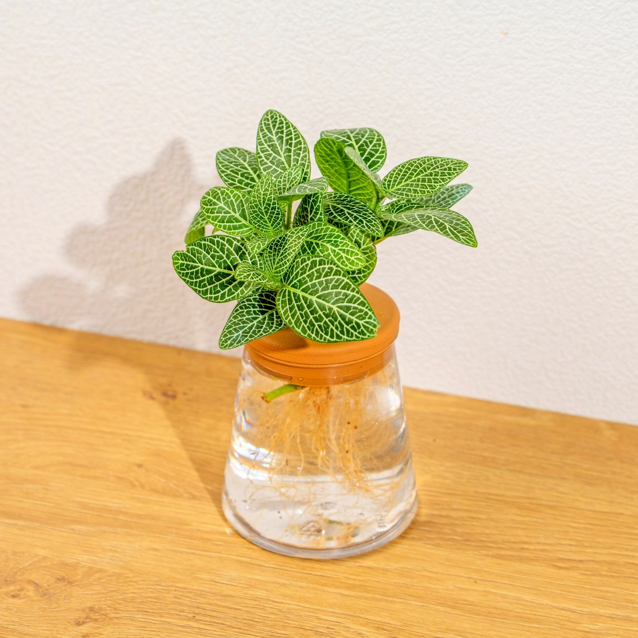 白網紋草 三角水耕盆栽 室內植物 觀葉植物 禮物 水培 辦公室小物 水耕盆栽