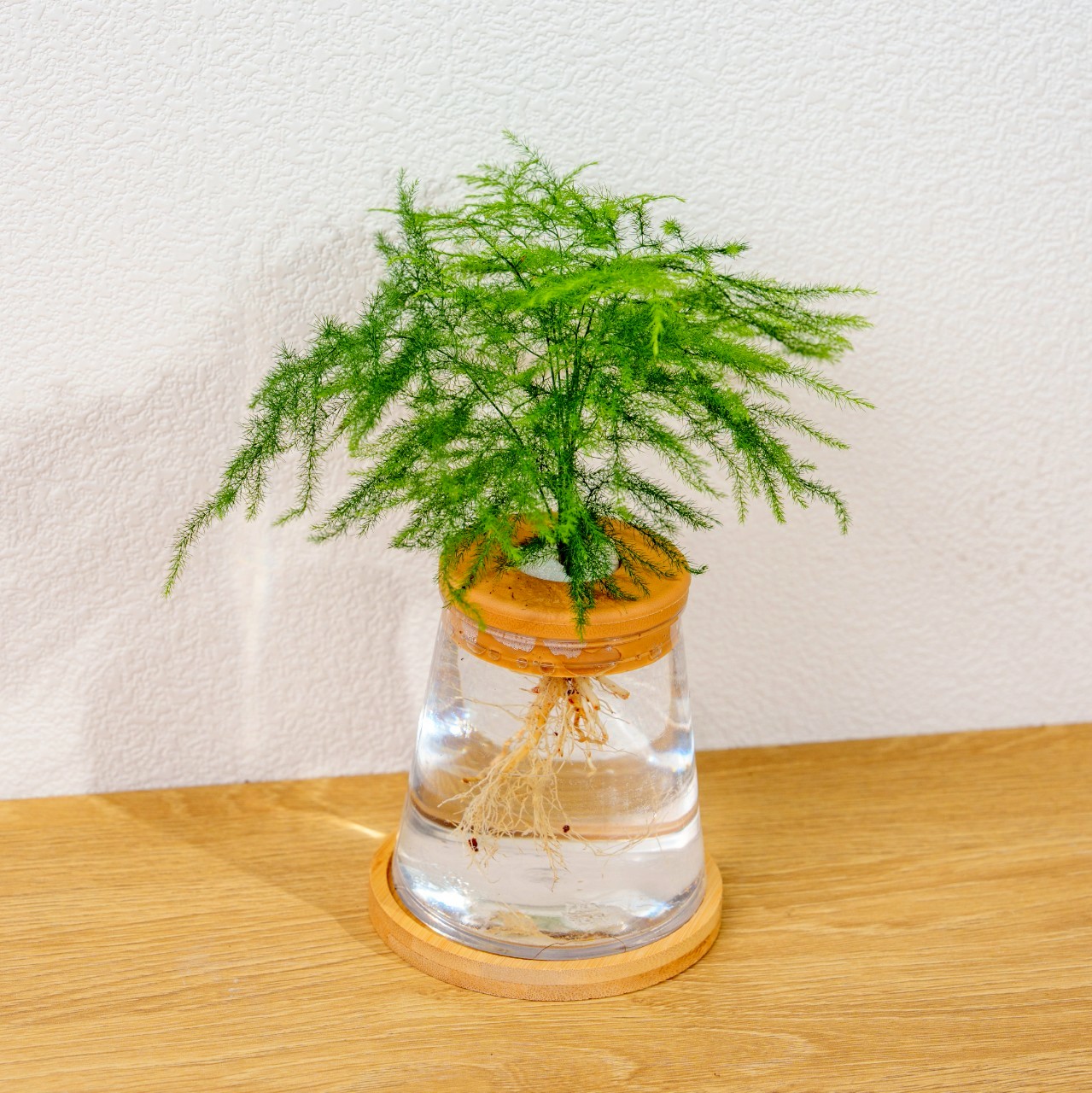 文竹 三角水耕盆栽 室內植物 觀葉植物 禮物 水培 辦公室小物 水耕盆栽