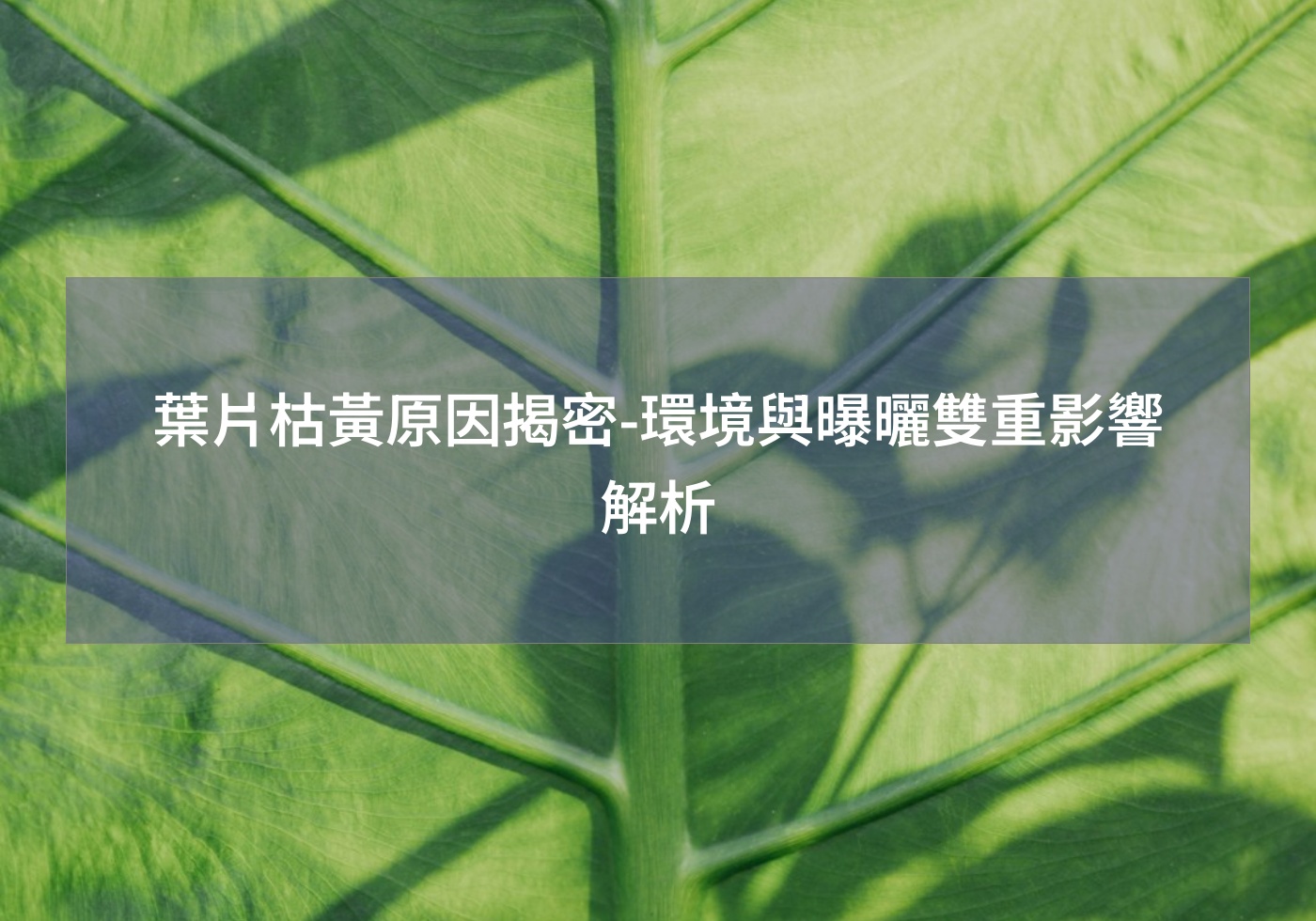葉片枯黃原因揭密-環境與曝曬雙重影響解析