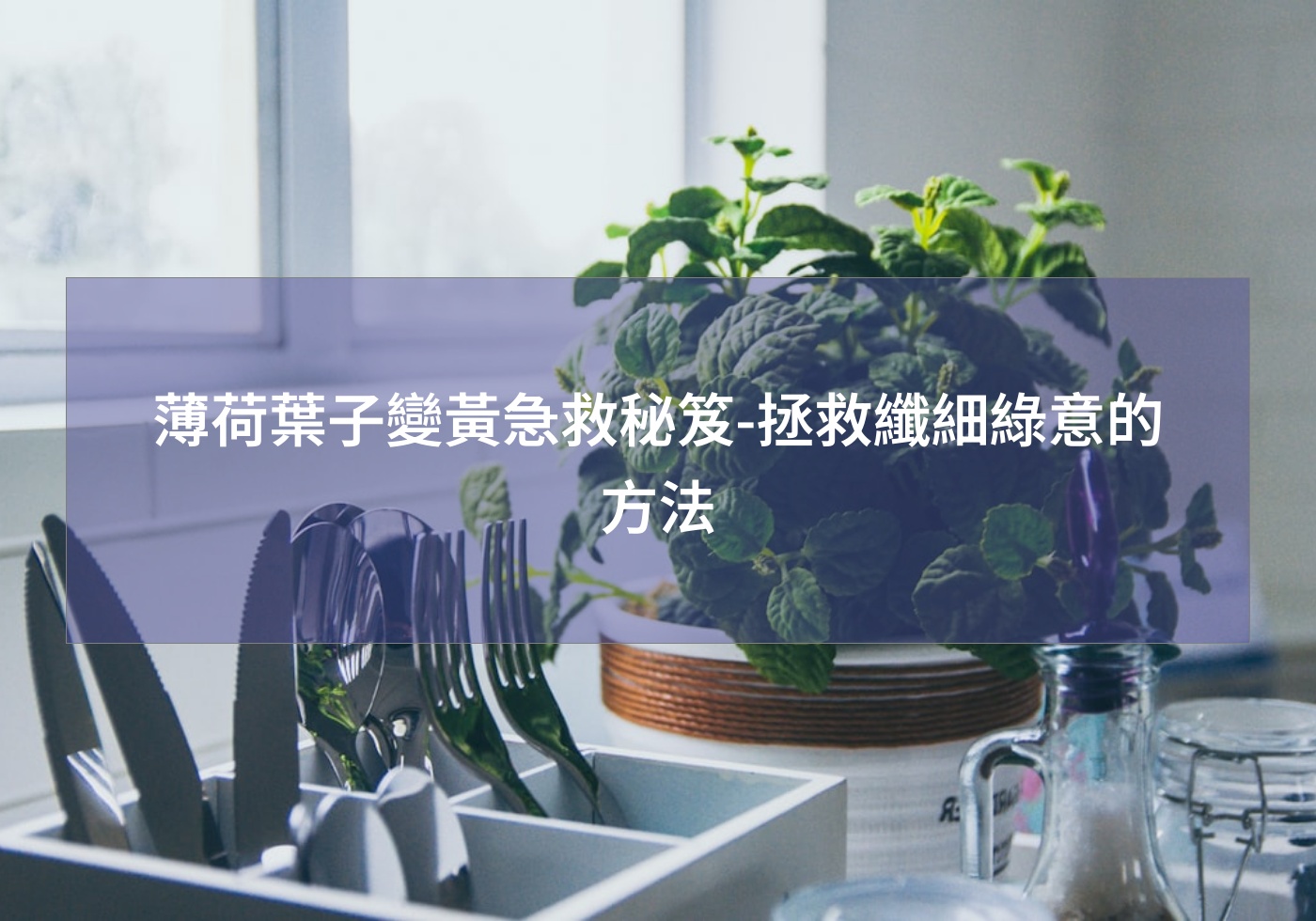 薄荷葉子變黃急救秘笈-拯救纖細綠意的方法