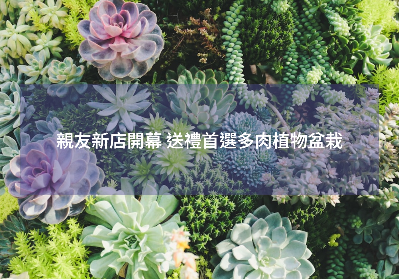 親友新店開幕 送禮首選多肉植物盆栽