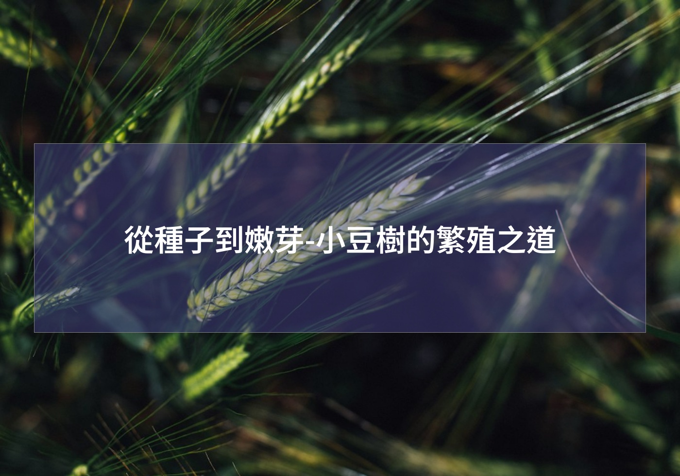 帶您打造綠色生活 | 巧繪網植物館 | 首頁 從種子到嫩芽-小豆樹的繁殖之道