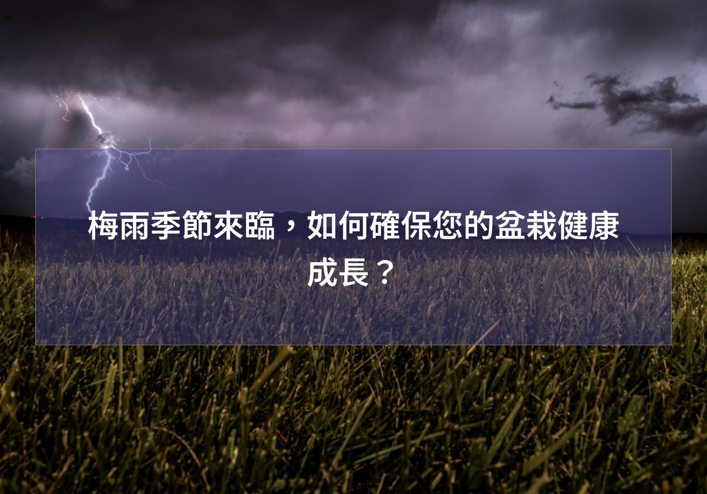 帶您打造綠色生活 | 巧繪網植物館 | 首頁 梅雨季節來臨,如何確保您的盆栽健康成長?