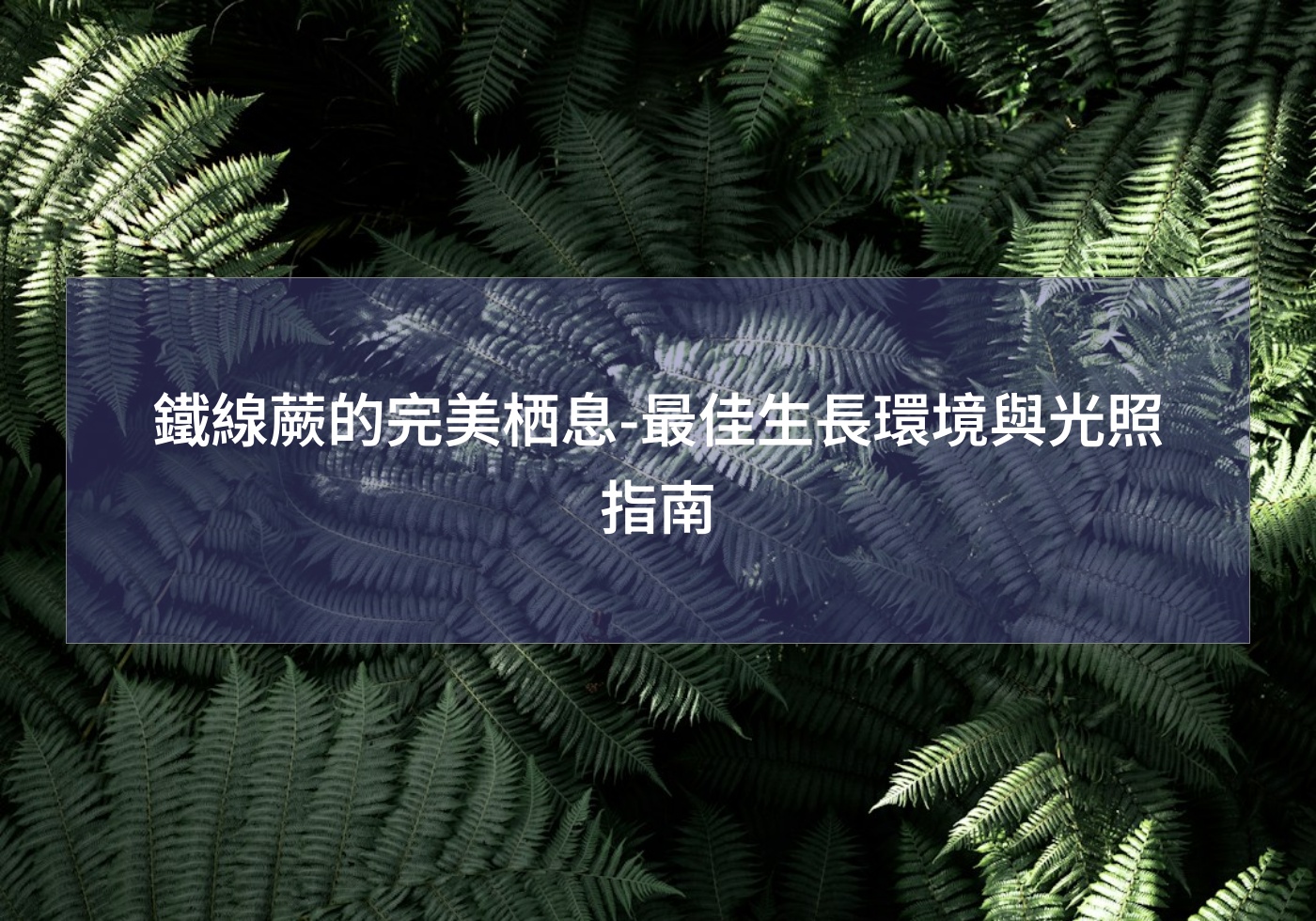 鐵線蕨的完美栖息-最佳生長環境與光照指南