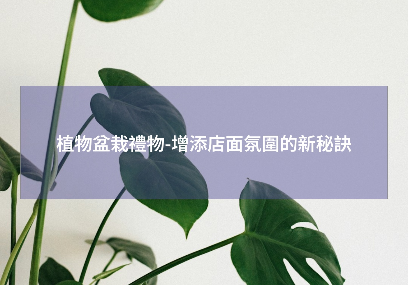 植物盆栽禮物-增添店面氛圍的新秘訣
