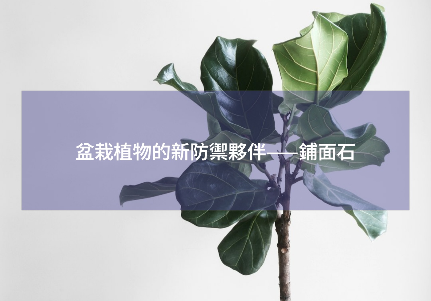 盆栽植物的新防禦夥伴——鋪面石
