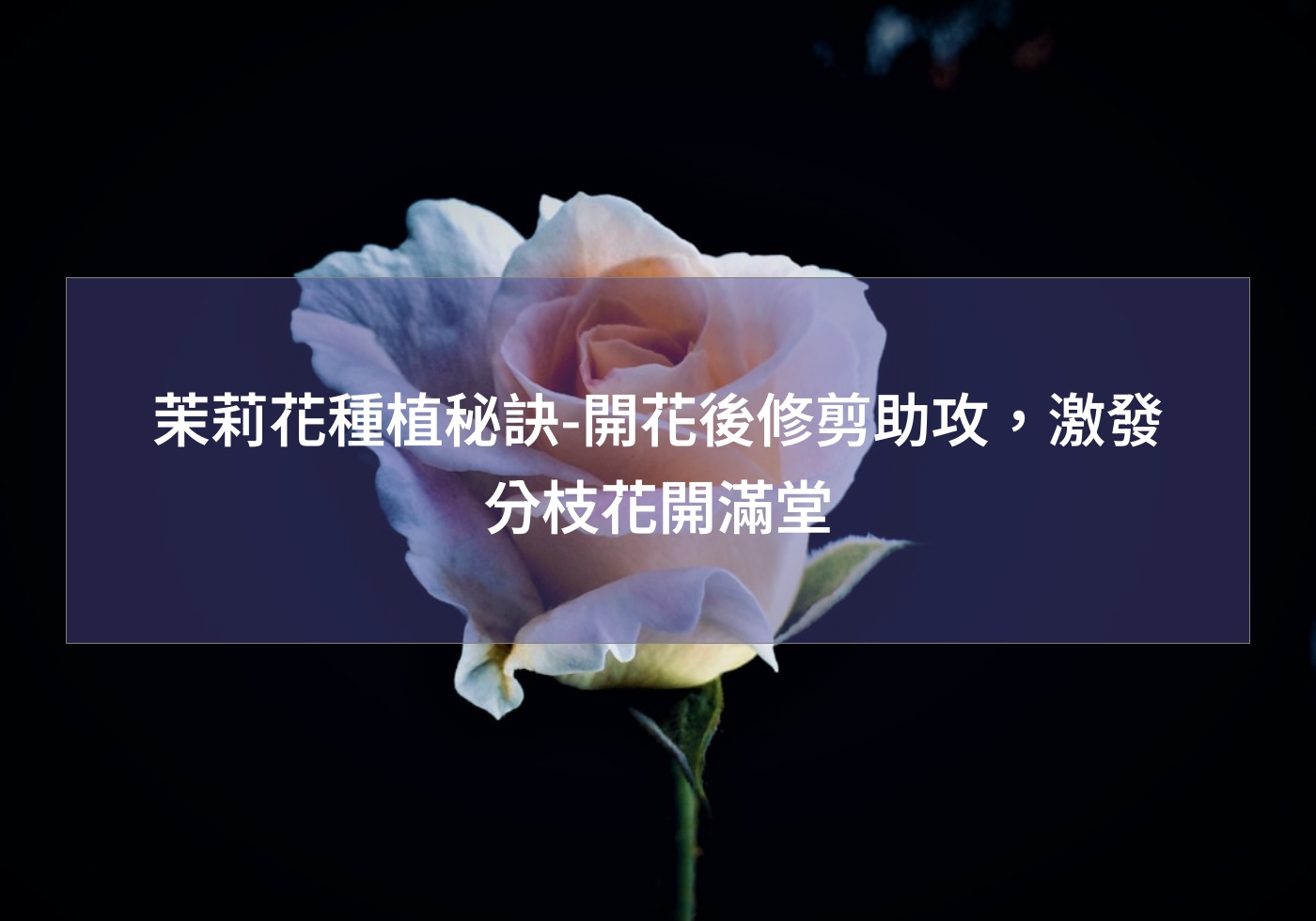 帶您打造綠色生活 | 巧繪網植物館 | 首頁 茉莉花種植秘訣-開花後修剪助攻,激發分枝花開滿堂