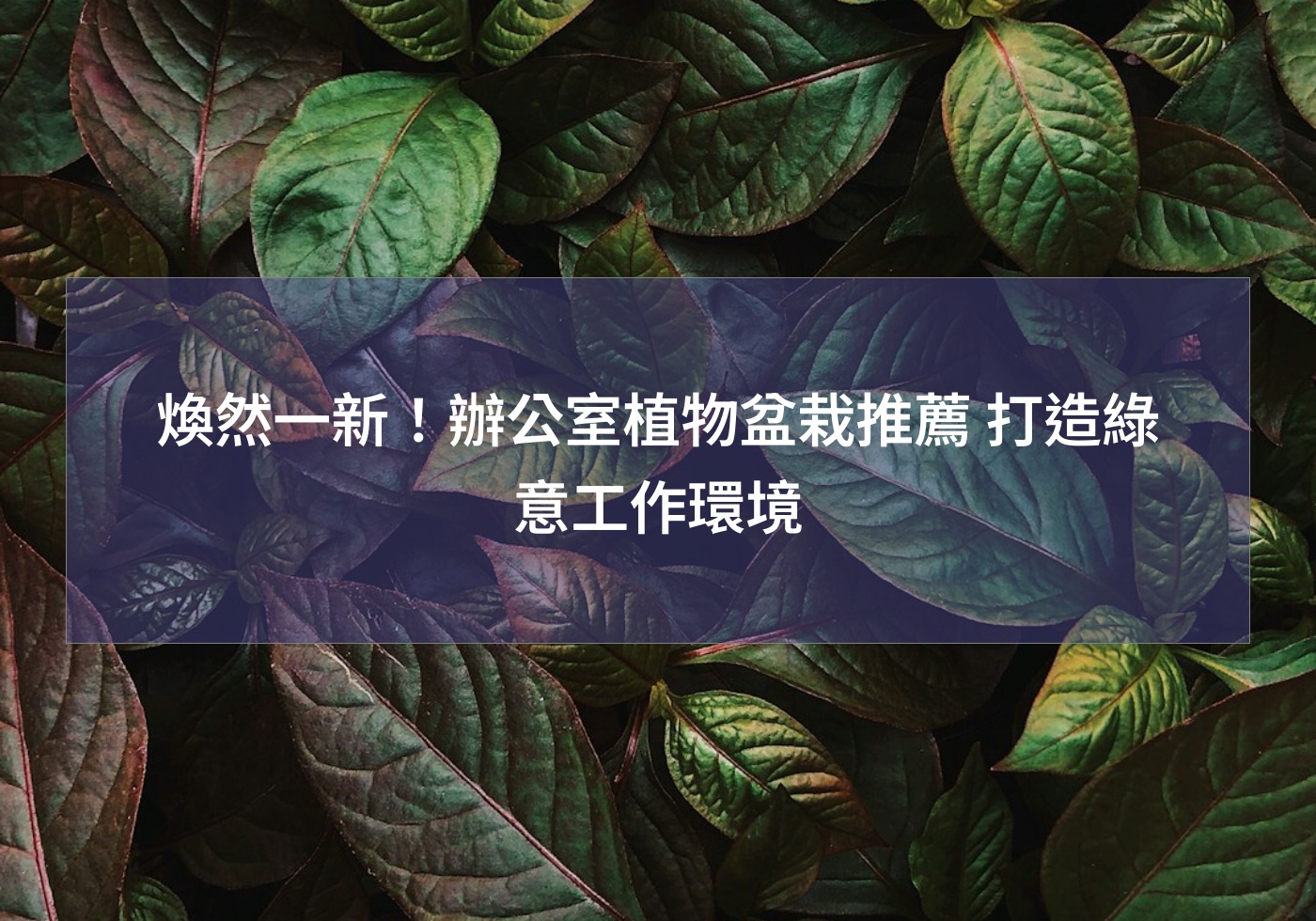 煥然一新！辦公室植物盆栽推薦 打造綠意工作環境