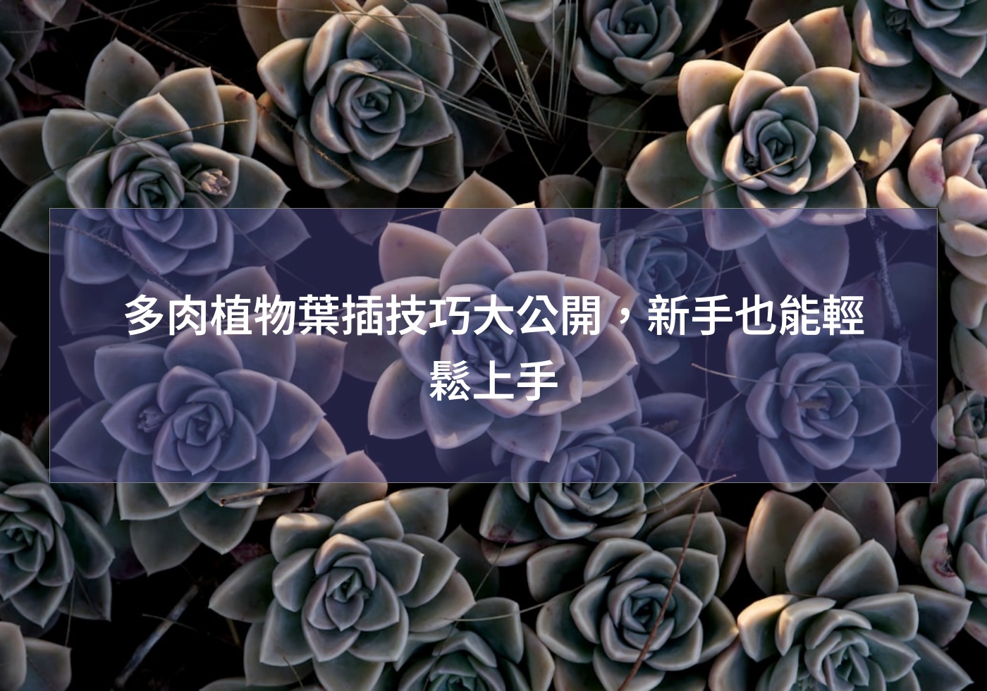 多肉植物葉插技巧大公開，新手也能輕鬆上手