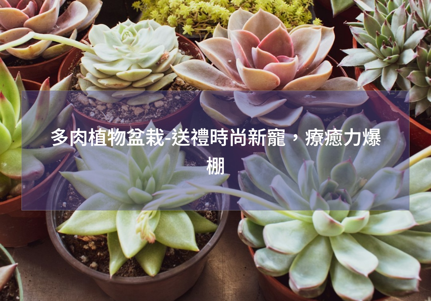 多肉植物盆栽-送禮時尚新寵，療癒力爆棚