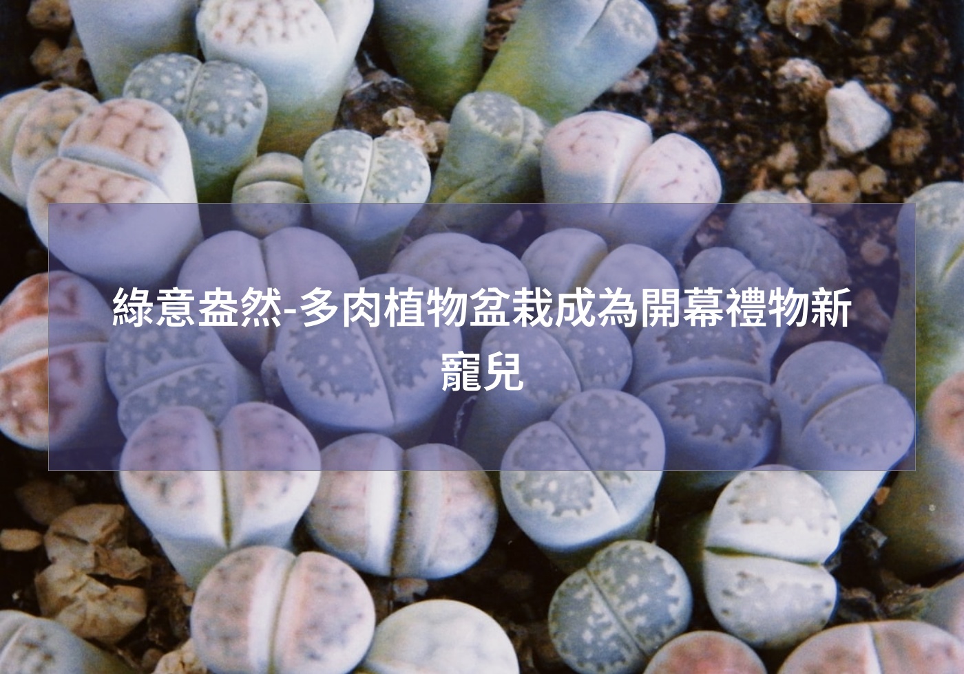 綠意盎然-多肉植物盆栽成為開幕禮物新寵兒