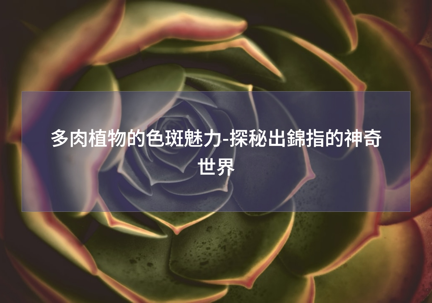 帶您打造綠色生活 | 巧繪網植物館 | 首頁 多肉植物的色斑魅力-探秘出錦指的神奇世界