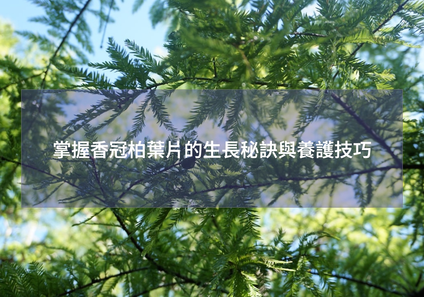 帶您打造綠色生活 | 巧繪網植物館 | 首頁 掌握香冠柏葉片的生長秘訣與養護技巧