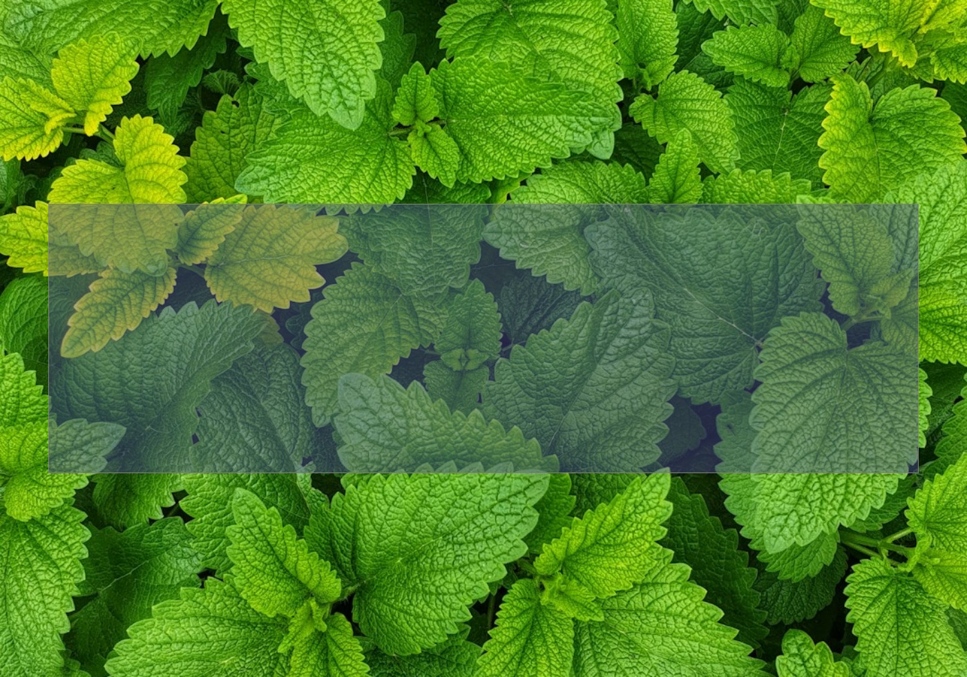 攜手綠色智慧-破解植物枯萎之謎的處理技巧與分析