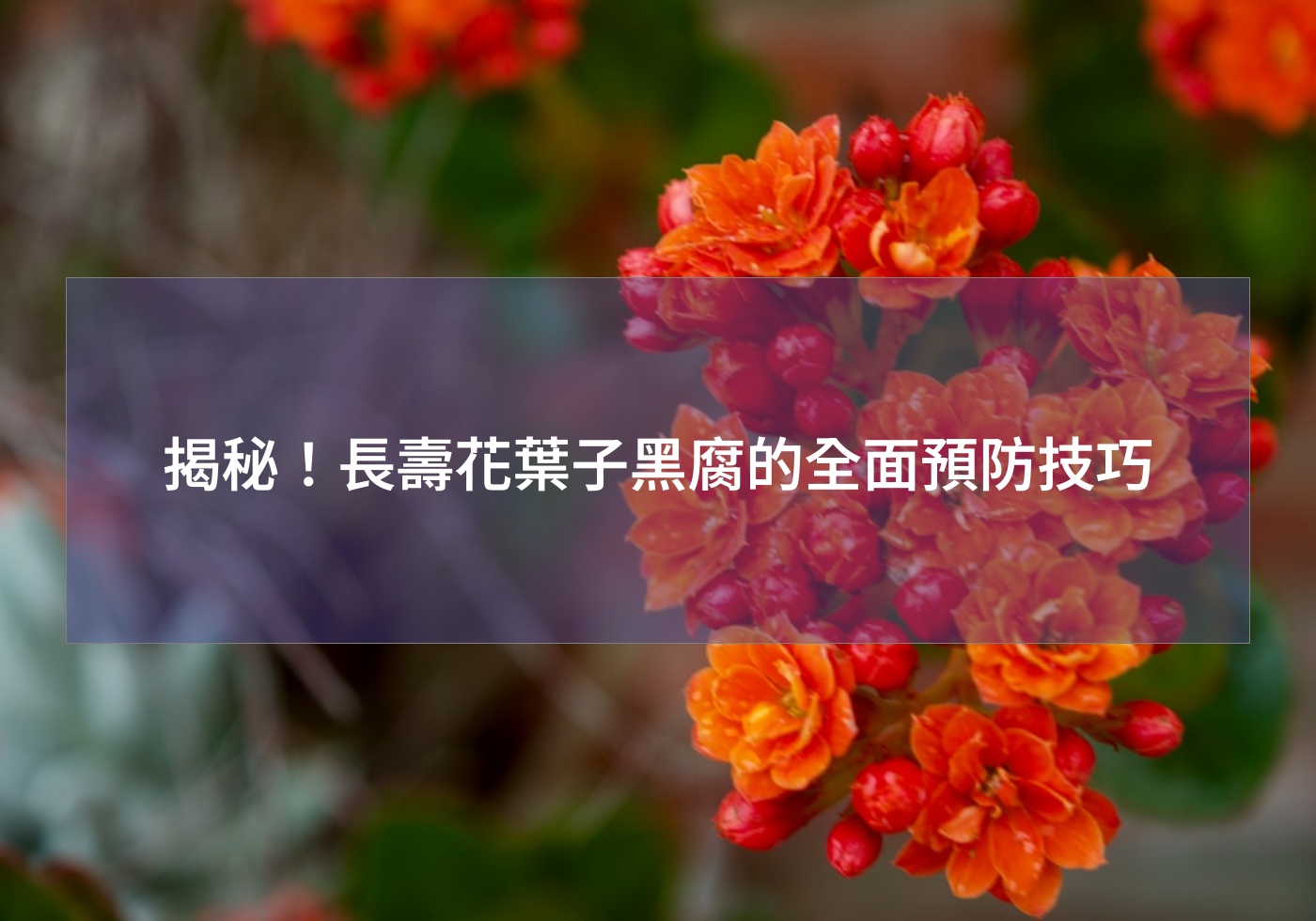 帶您打造綠色生活 | 巧繪網植物館 | 首頁 揭秘!長壽花葉子黑腐的全面預防技巧