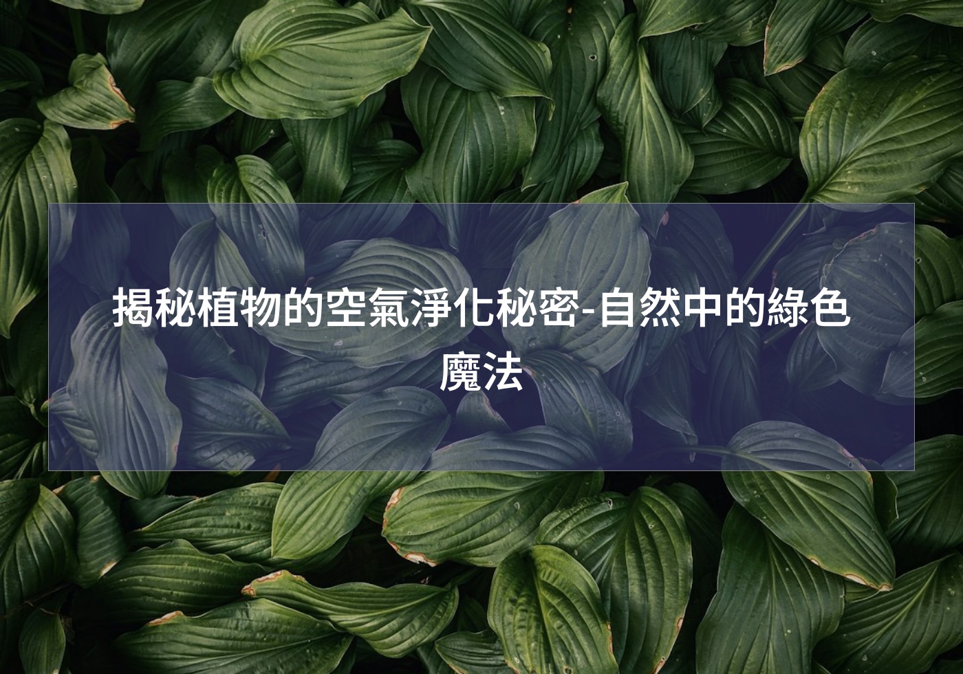 帶您打造綠色生活 | 巧繪網植物館 | 首頁 揭秘植物的空氣淨化秘密-自然中的綠色魔法