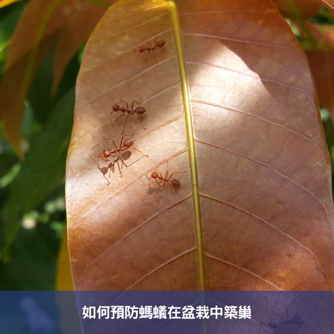 如何預防螞蟻在盆栽中築巢