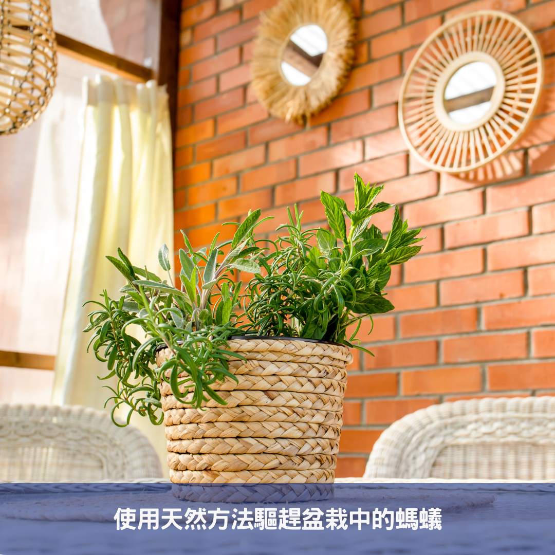 使用天然方法驅趕盆栽中的螞蟻