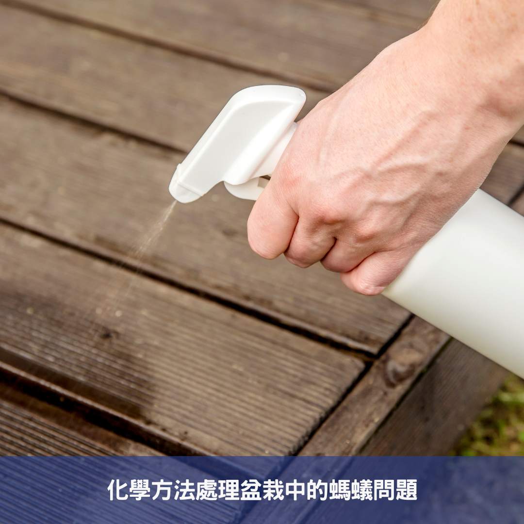 化學方法處理盆栽中的螞蟻問題