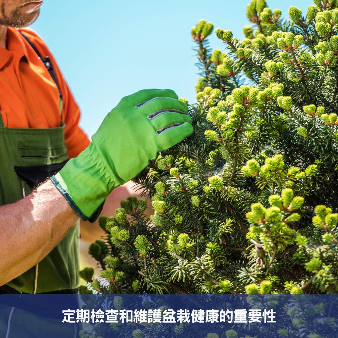 定期檢查和維護盆栽健康的重要性