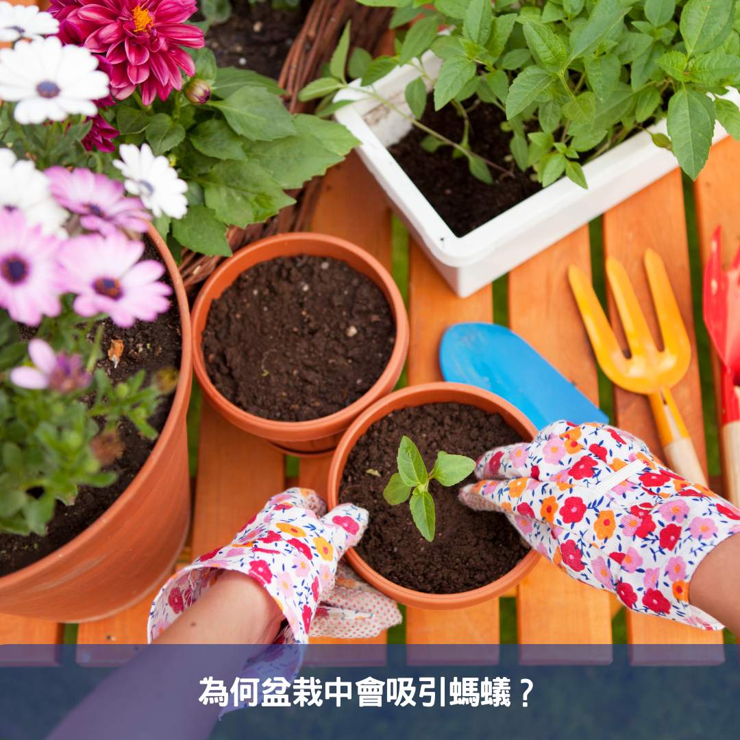 為何盆栽中會吸引螞蟻？