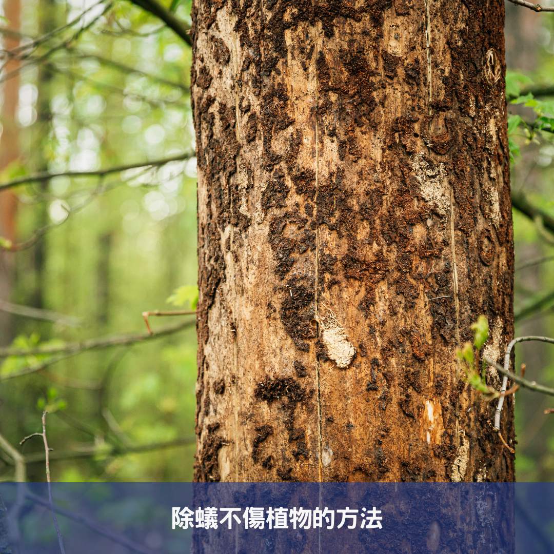 除蟻不傷植物的方法