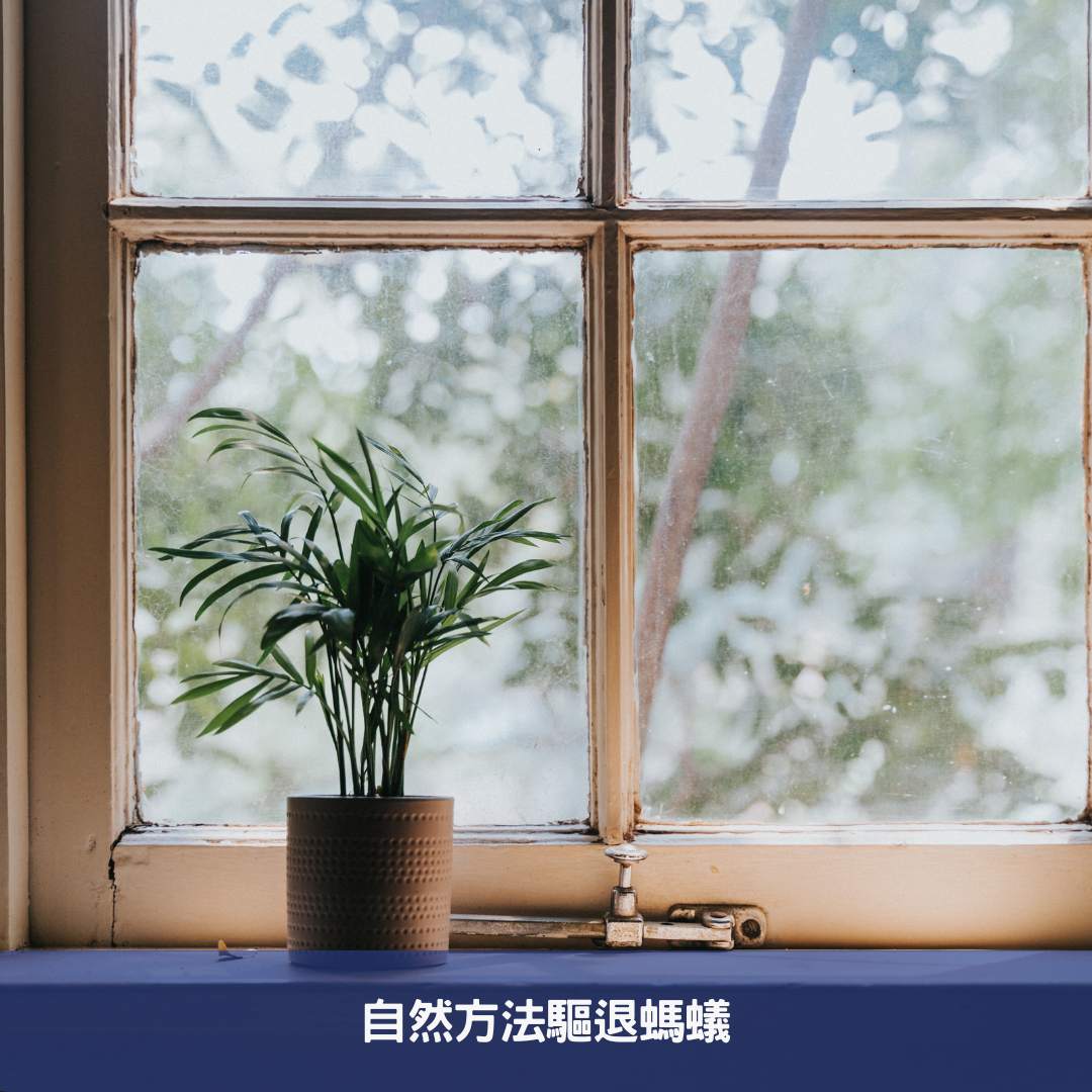 自然方法驅退螞蟻
