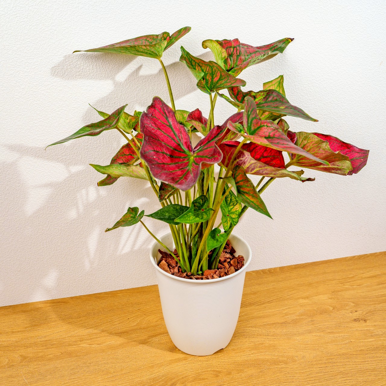 和牛彩葉芋 日式塑陶盆 室內植物 觀葉植物 禮物 盆栽 辦公室小物