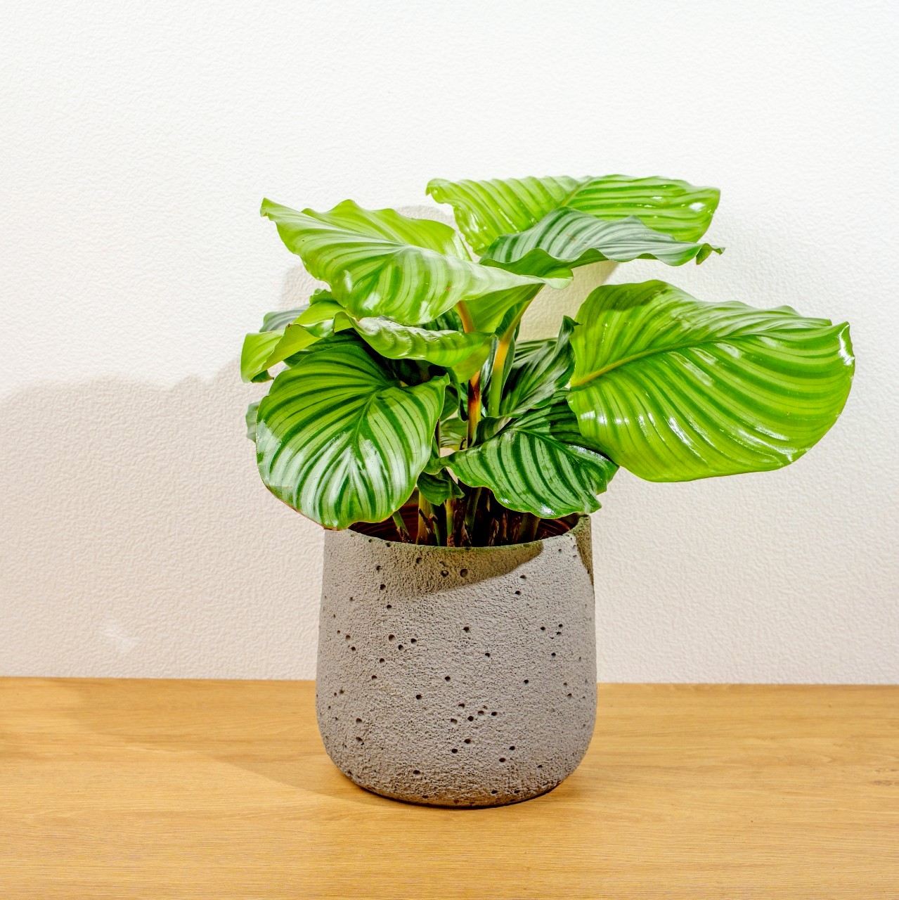 青蘋果竹芋圓點水泥盆栽 開幕盆栽推薦