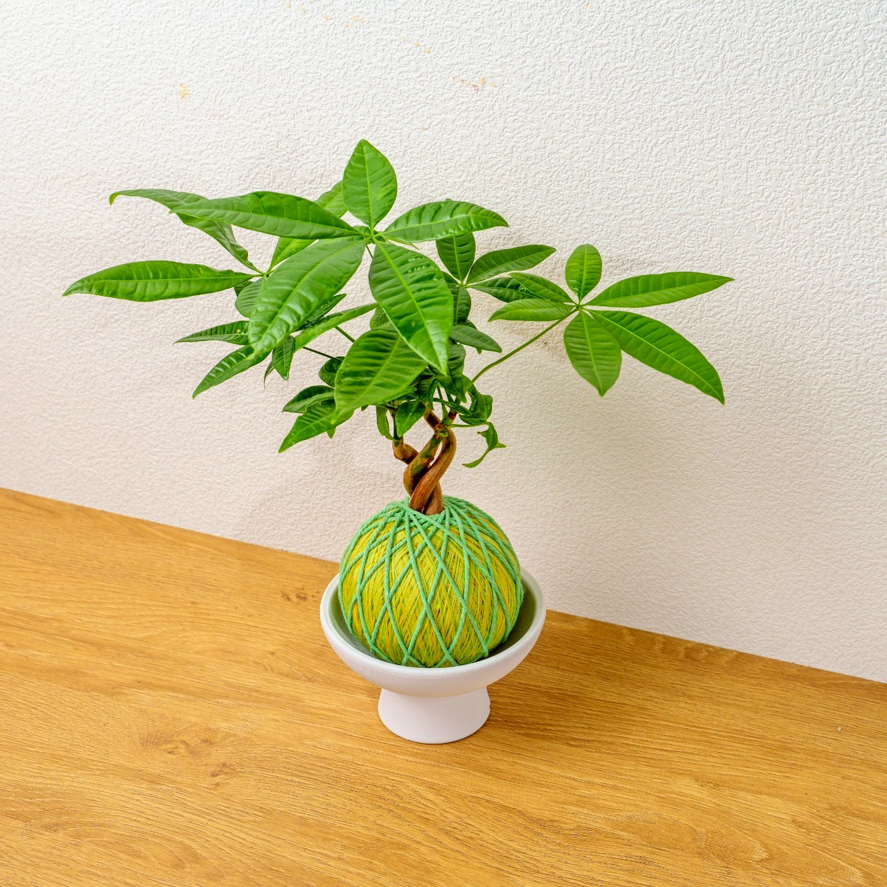 苔球植物 馬拉巴栗粉綠苔球加白色磨砂高腳缽 苔球 苔玉 禮物 送禮 桌上盆栽