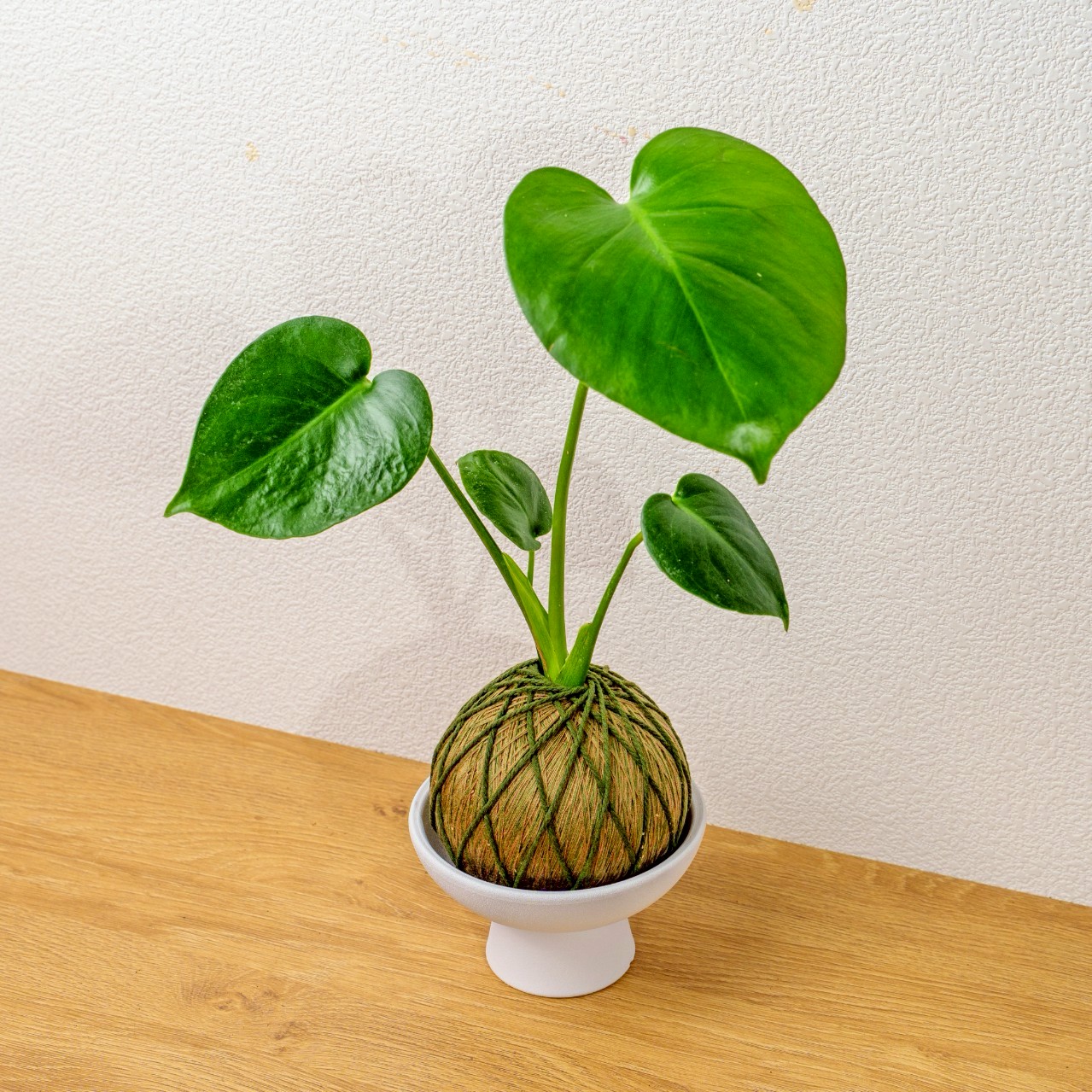 苔球植物 龜背芋咖啡綠苔球加白色磨砂高腳缽 苔球 苔玉 禮物 送禮 桌上盆栽
