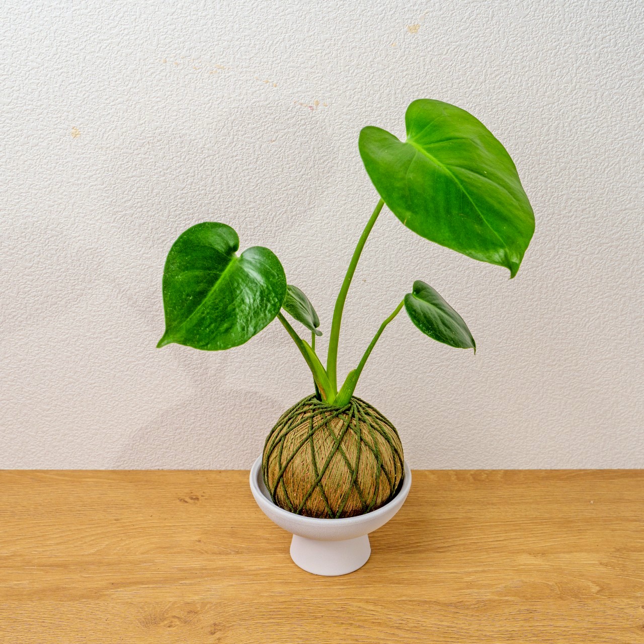 苔球植物 龜背芋咖啡綠苔球加白色磨砂高腳缽 苔球 苔玉 禮物 送禮 桌上盆栽